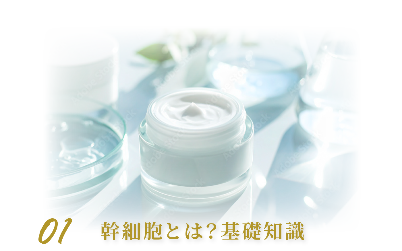 01幹細胞とは？基礎知識