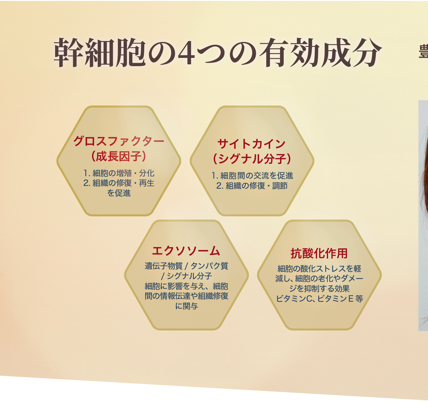 幹細胞の4つの有効成分